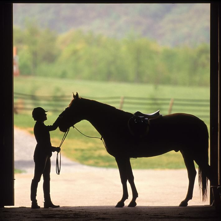 Horse Wall Murals horse wall mural | pbteen Horse Wall Murals horse wall mural | pbteen