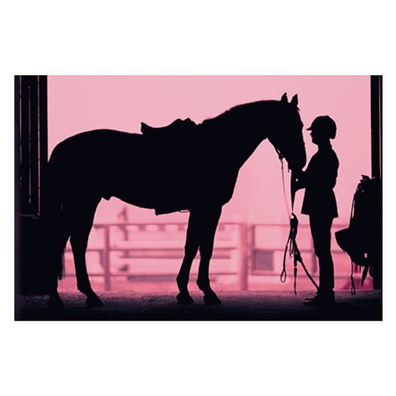 Horse Wall Murals equestrian wall mural | pbteen Horse Wall Murals equestrian wall mural | pbteen