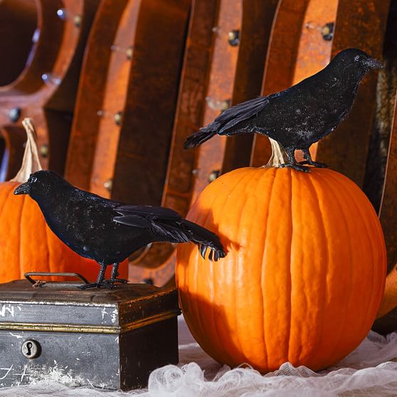 Black Feathered Velvet Crow Pottery Barn Teen